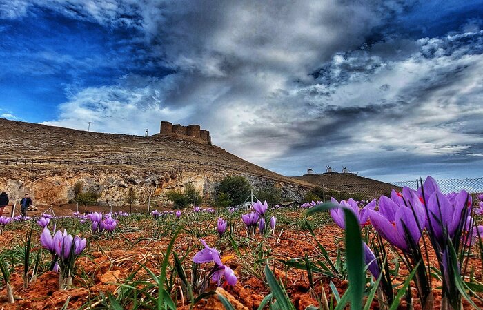 ROSA DEL AZAFRAN CONSUEGRA