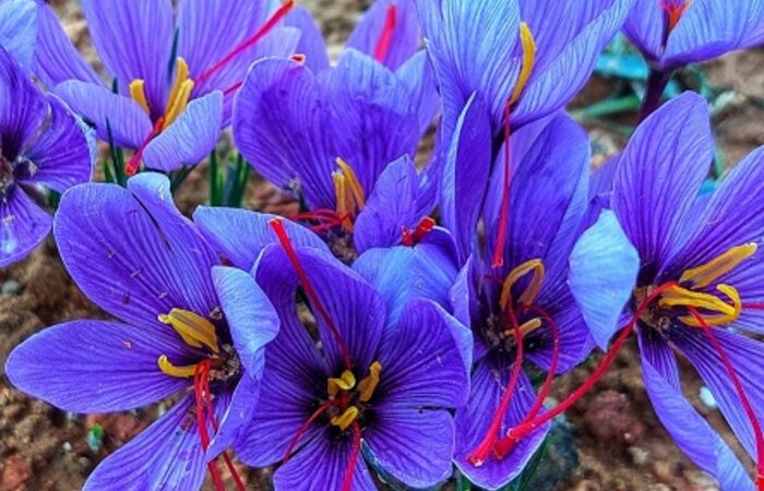 ROSA DEL AZAFRAN CONSUEGRA